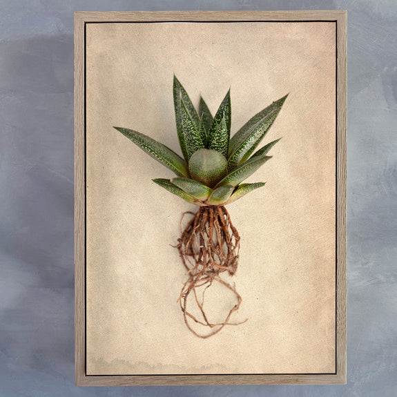 Succulent Study 2