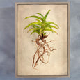 Succulent Study - 2x Large Art Prints