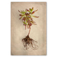 Succulent Study 4