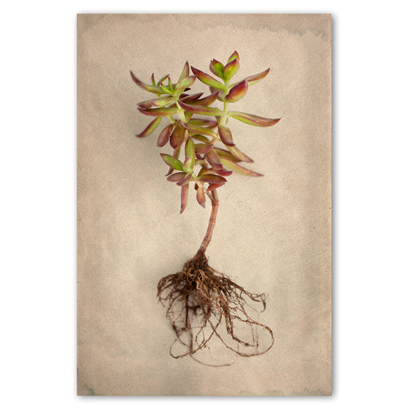 Succulent Study 4