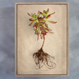 Succulent Study - 3x Art Prints, various sizes