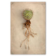 Succulent Study 6