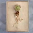 Succulent Study 6