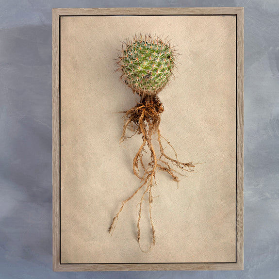 Succulent Study 6
