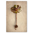 Succulent Study 7