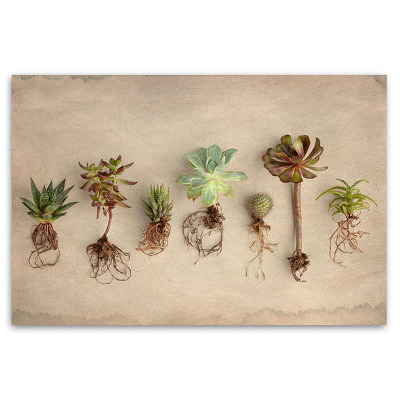 Succulent Study 9