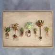 Succulent Study 9