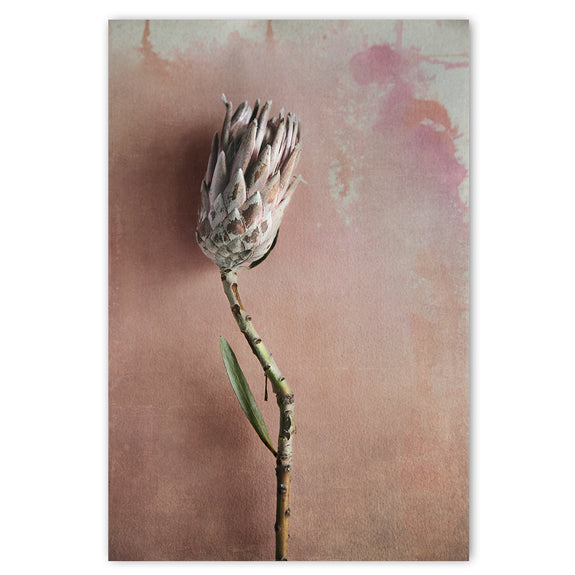 Watercolour Wash Proteas 1