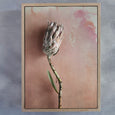 Watercolour Wash Proteas 1