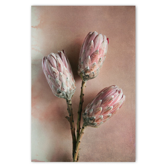 Watercolour Wash Proteas 2