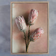 Watercolour Wash Proteas 2