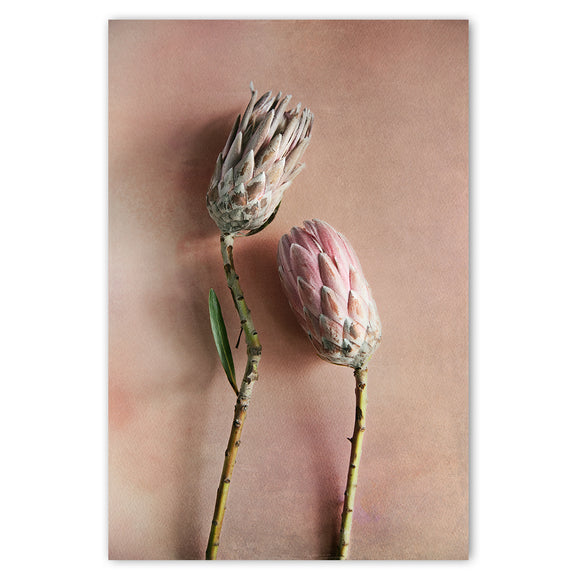 Watercolour Wash Proteas 3