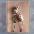 Watercolour Wash Proteas 3