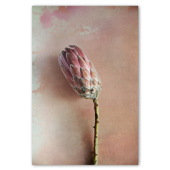 Watercolour Wash Proteas 4