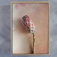 Watercolour Wash Proteas 4