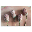 Watercolour Wash Proteas 5