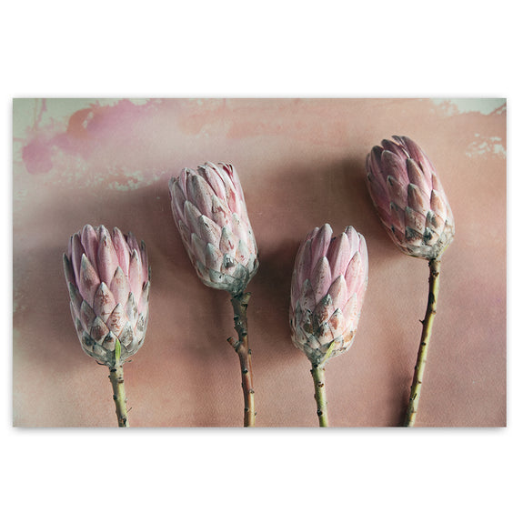 Watercolour Wash Proteas 5