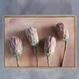 Watercolour Wash Proteas 5