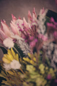 Protea Girl Gallery Wall - Set of 5x Art prints