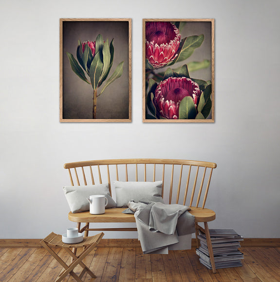 Red Protea - 2x Large Art prints