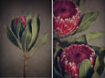 Red Protea - 2x Large Art prints