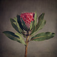 Red Protea - 3x Square Art prints