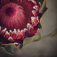 Red Protea - 3x Square Art prints