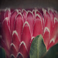 Red Protea - 3x Square Art prints