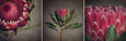 Red Protea - 3x Square Art prints