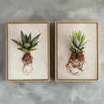 Succulent Study - 2x A4 Art Prints