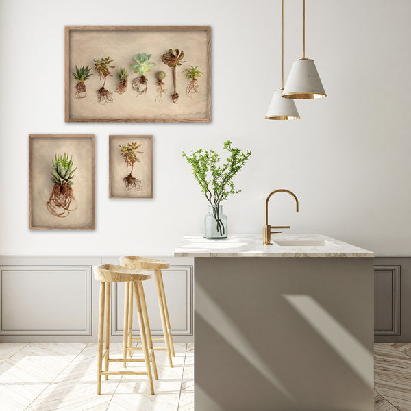 Succulent Study - 3x Art Prints, various sizes