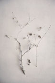 Alabaster Forest - 2x Large Art prints, set 1