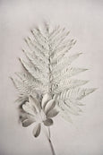 Alabaster Forest - 2x Large Art prints, set 2