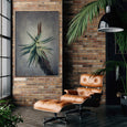 Aloe 1