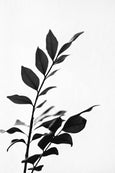 Land Ink - 2x Large Art prints