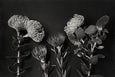 Monochrome Pins - 2x Large Art prints, set 1