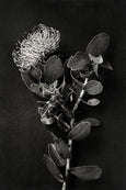 Monochrome Pins - 3x Art Prints, mixed sizes