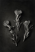 Monochrome Pins - 4x A2 Art Prints