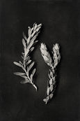 Monochrome Pins - 4x A2 Art Prints
