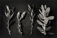 Monochrome Pins - 3x Art Prints, mixed sizes