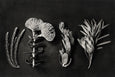 Monochrome Pins - 4x A2 Art Prints