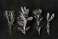 Monochrome Pins - 2x Large Art prints, set 1