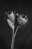 Black and White Proteas - 1x Large Art print