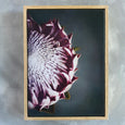 King on Gray - 2x Large Art prints