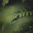 Dark Foliage - 4x Square Art prints