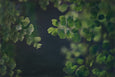 Dark Foliage - 2x Large Art prints (L)