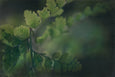 Dark Foliage - 2x Large Art prints (L)