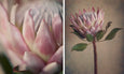 Dreamer Gallery Wall - 6x Art prints