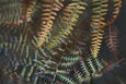 Earthy Ferns - 2x Large Art prints (L)
