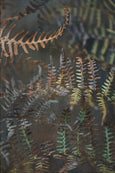Earthy Ferns - 3x A2 Art prints, set 1